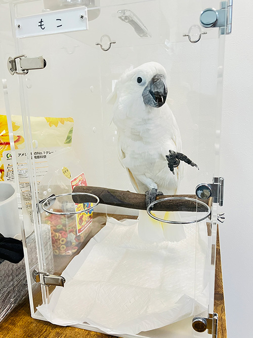 タイハクオウムのアクリルキャリー